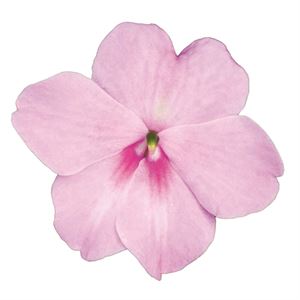 Bild von Impatiens P9 Lavender